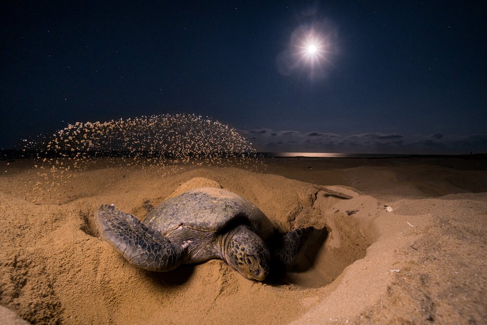 Sea-Turtle-Nesting.jpg