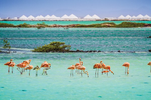 bonaire- flamingo-sanctuary-salt-mountains-.jpg