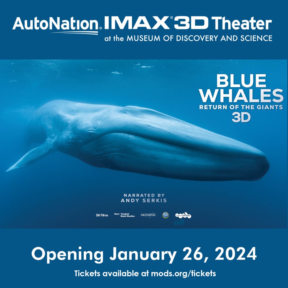 Blue Whales(1080 x 1080 px).png