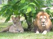 Lion Country Safari 1.jpeg