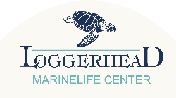 Loggerhead Marinelife Center Logo.png