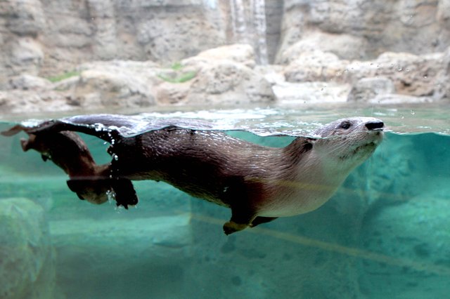 Otter_web.jpg