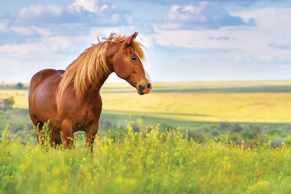 home page horse image.jpg