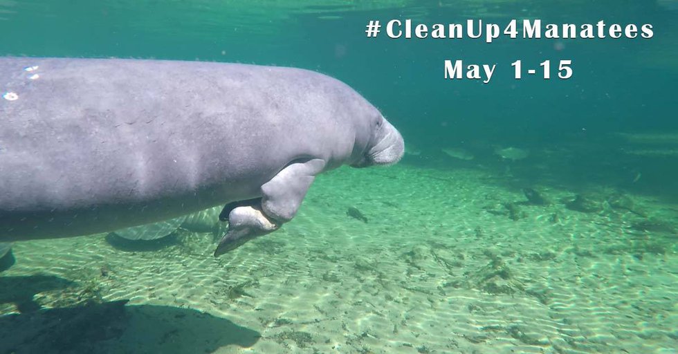 #CleanUp4Manatees.jpg