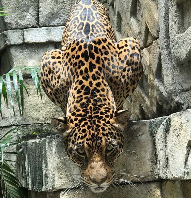 Fiona - Panamanian Jaguar 2_web.jpg