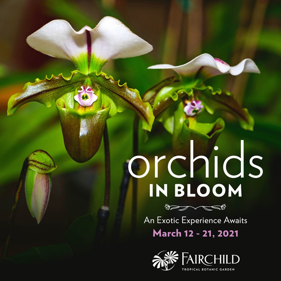 Orchids in Bloom_IGpost.jpg